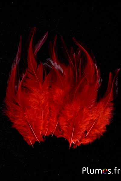 Coq - 8-12 cm - orange sanguin